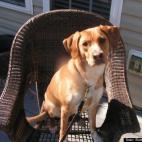 Buddy Tumbarello:Our poopie scoopie.......