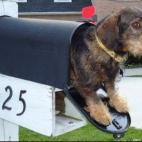 Whistleblogger:Guess what was in the mail today