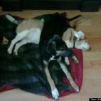 AlwaysARedhead:Cocoa, our Beagle has never loved another dog until he met middle child's Bear. Bear can't do anything wrong, unless he tries to take Cocoa's bone.