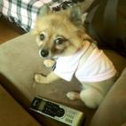 Fiveliter:Molly Pants watching Animal Planet