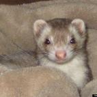 Tillie Morse:Chewy loves to snuggle is the soft blankets.