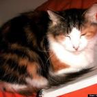 KimKimberlyKim:I adopted Hermione from a local shelter after she was abandoned there with 10 other cats. She loves to sit in laps, and to watch the birds out the window.