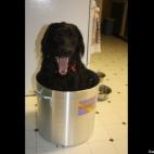 Laura Prow:Our little lady, Ernie (who weighs about 40 pounds) let us put her in a ten gallon pot. She seemed to pose for the picture doing her silly smile.