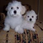 TRex86:Bichan pups. Just as cute now at age six.