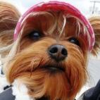 dlconrad:My Precocious Yorkie Dolly, Striking a pose