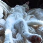 CDVazquez:Could you rub my feet?