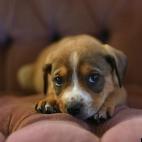 farmette:We foster dogs for a local animal shelter. Every one of them gets their photo taken in a silly purple chair while they live here. DotCom is awaiting her forever home.
