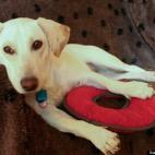 Dian Austin:A rescued happy boy, Riley appears to be some kind of lab/corgi/bassett mix. He's eternally curious and oh so cute when he sleeps with his tongue sticking out.