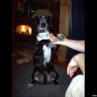 Callie James:Pulitzer & Hearst, they think they got 'im.