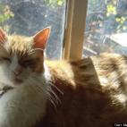 Mehnaaz Momen:Sunbathing