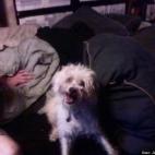 pinkyboo:Scruffy is no longer with us, he brought so much joy to my life. Best dog ever!