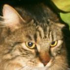 RUNAKUNA:Européen poils longs