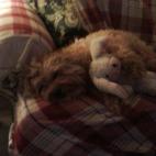 trikkegirl:Our apricot Yorkie-Poo after a hard day playing with his favorite toy.