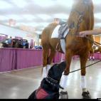 annamryan:Not actually a pet but here's my service dog in training with a thoroughbred