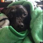 Nick Skavlem:Snuggly pit bulls are always cute!