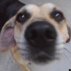 OhDark30:Rescued from a State Park before the ranger could shoot he and his litter mates. They were starving and covered with ticks. Meet Larry the hound.