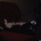 Growup2290:Sweet Mugi was adopted with his sister Eve. I had him less than a year before I lost him to feline leukemia, despite having tested negative when he was rescued. I still miss my sweet Tuxedo boy