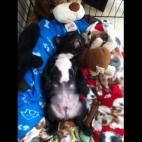 philiew:Who cares about Turkey Dinner?