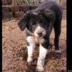 Andria R Karshner:Did you just say "Bad dog!"? But I thought I did a GOOD job on this hole.