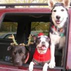 Andria R Karshner:Okay...treats? Treats! Treats!