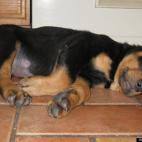 Blatantone:Our new pup home after 5 hour drive to get him.