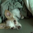 Nita Costello:My Chihuahua, Bacardi, rescued me! I adopted him from a local rescue group who rescued him from a high-kill shelter. Someone else's loss is my wonderful, amazing gain!!