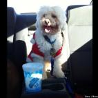 Alexandra Marciales:Burly Santa coming to town