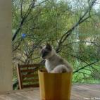 La Marianne du Post:Elle est comme ça ma Ferdi, elle adore dormir dans un pot à plantes vertes. (sinon, pour ceux du fond, on a cru qu'elle était un garçon. Et 5 mois après, Oops...)