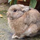 Violette34:...en mode "poule"