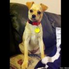 Alexandra Marciales:Elsa the Chug, adopted from a shelter back in June. Took her months to allow us to approach her without her scampering off but every animal deserves a chance.