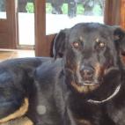 QI340:Mon cien, un beauceron, d'une intelligence et d'une gentillesse incroyable.