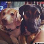 Constance-wren Burden:Beagle on the left is Cocoa my parents dog, on the right is my mutt Bear. They always following me everywhere when i am home