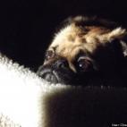 Charleen Borchers:My Peke pug is the love of my life. She is 8, adn this is one of her fav. places in her bed watching t.v.