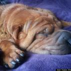 Susan Shar Pei Williams:Sleeping however, looks can be deceiving the noise she makes due to her snoring is extremely loud.