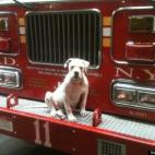 Frank Heal:Hank on FDNY Ladder 11