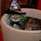 Chacha50:Happy Halloween!