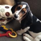 geekgrl21:Our rescue basset hound.