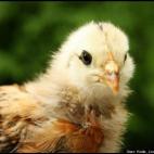 Katie Louise Sandberg:Miss Lady Cluck Cluck in her younger days 2012.