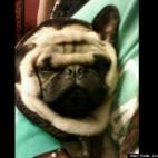 Katie Louise Sandberg:Our pack's most loyal pug, "Rufus".