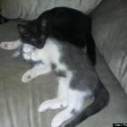 PersephonesKey:Sammy (black) and Sinatra (tuxedo) having their nap interrupted by Mom