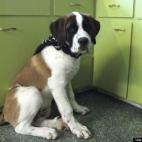 thesilentcrow:This jolly beast brightened our lives after the loss of our Golden Retriever. He's been a friend and constant companion since August 2011. Even though he's now an adult Saint Bernard, he's still full of beans and keeps us laughing :)