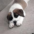 thesilentcrow:Willy at 9 weeks. He was roughly 25lbs then, now he's huge weighing in at about 180lbs at age 1 and 1/2.