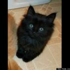 Katie Louise Sandberg:Our little Bocephus, one of the two lovey kitties rescued this year.