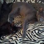 ItsBeenSurreal:I always wanted a grey kitty or a black kitty, now I have both and they love each other as much as I love them. Balam (means "jaguar" in Mayan) likes to oppress his little sister at times, but she's cool with it.