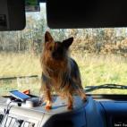 Suzanne Mursett:I make a cute dash board accessory doncha think??