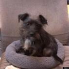 aaawyeah:i like to take our cute dog Brando into work with me on occasion. this is his little perch where he sits while i work.