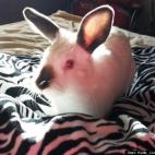 Katie Louise Sandberg:Our Himalayan House Bunny "Flip Flop"