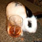 Katie Louise Sandberg:Our adopted senior bun, Miss Pooh Bunny has such a kind disposition & loving heart!