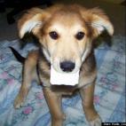 Katie Louise Sandberg:Gypsy: Adopted 2008 :)