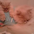 PogzChampion:désolé, plus de place sur l'oreiller !